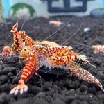 Bright Aquarium