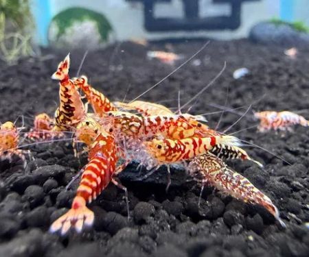 Bright Aquarium