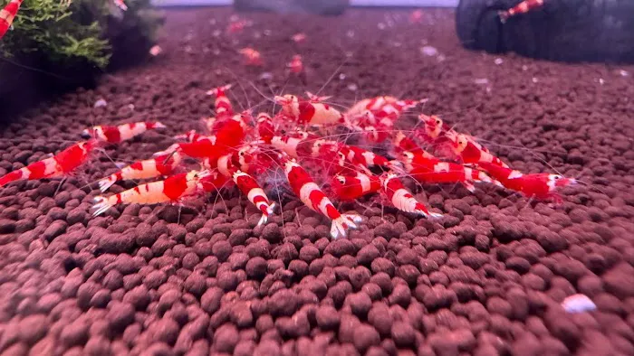 Bright Aquarium Picture 9