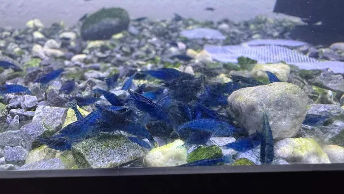 Bright Aquarium Picture 5