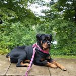 VCA Ballston Spa Animal Hospital