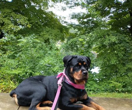 VCA Ballston Spa Animal Hospital
