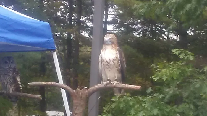 VCA Ballston Spa Animal Hospital Picture 2