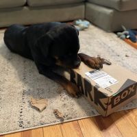 Branford Veterinary Hospital ico