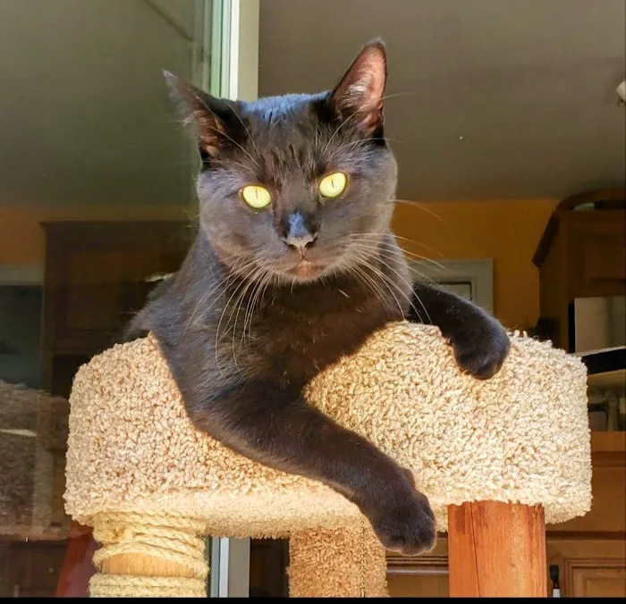 Branford Veterinary Hospital Picture 7