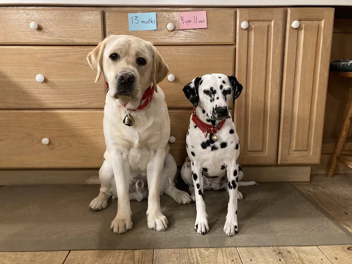 Branford Veterinary Hospital Picture 10