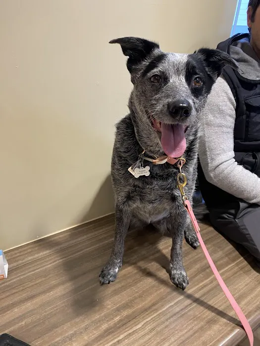 Branford Veterinary Hospital Picture 4