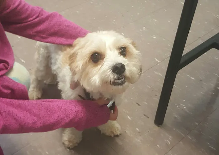 Branford Veterinary Hospital Picture 9