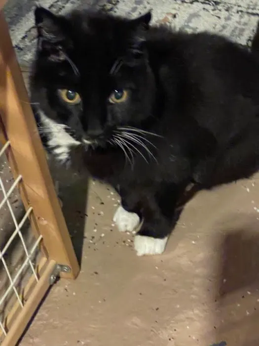 Pets' Friend Animal Hospital Picture 1