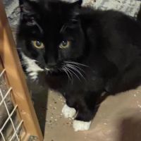 Pets' Friend Animal Hospital ico
