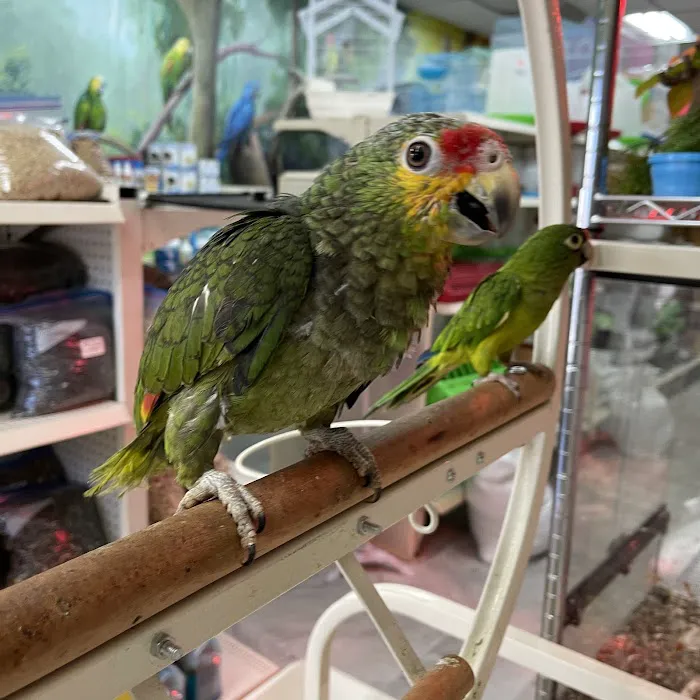 Hacienda La Piedad pet shop Picture 6