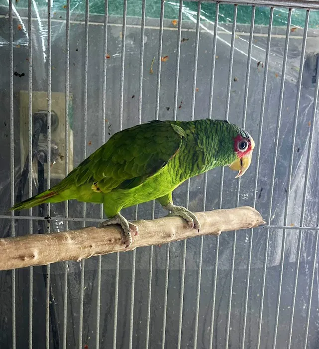 Hacienda La Piedad pet shop Picture 4