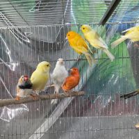 Hacienda La Piedad pet shop ico