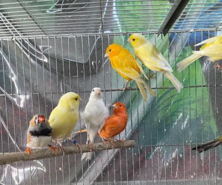 Hacienda La Piedad pet shop