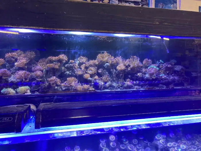 Twins Aquarium Picture 9