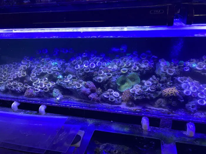 Twins Aquarium Picture 7