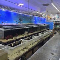 Twins Aquarium ico