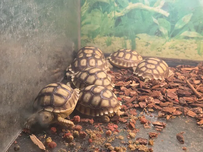 Twins Aquarium Picture 3