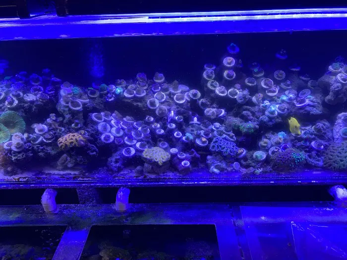 Twins Aquarium Picture 5