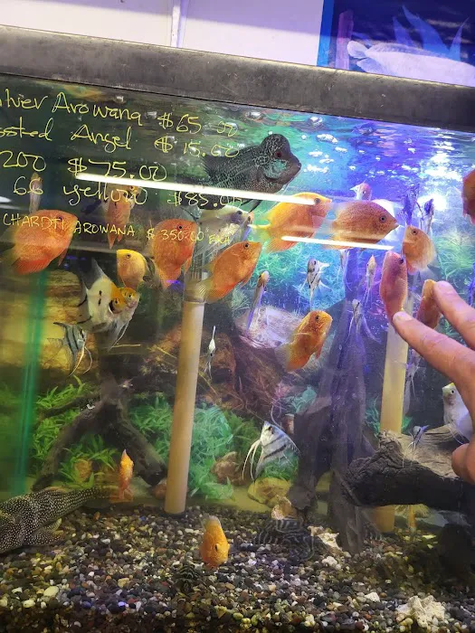 Twins Aquarium Picture 8