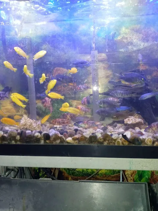 Twins Aquarium Picture 10