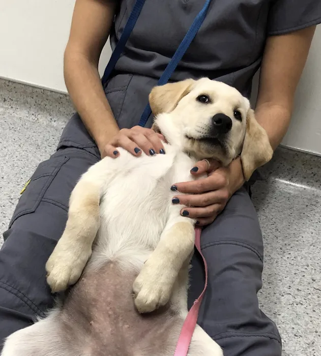 Guilford Veterinary Hospital Picture 9