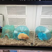 Petco ico