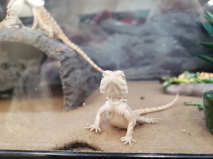 Petco Picture 4
