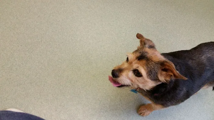 Green Meadows Veterinary Services Picture 9