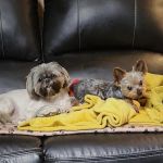 Green Meadows Veterinary Services