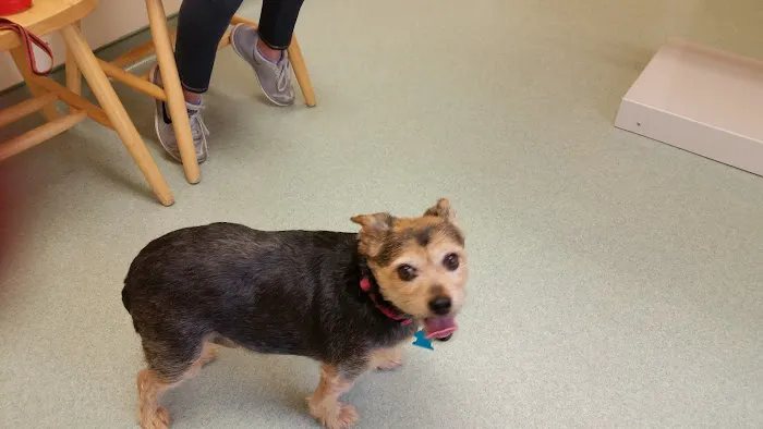Green Meadows Veterinary Services Picture 5