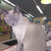 Debbie's Pet Boutique ico