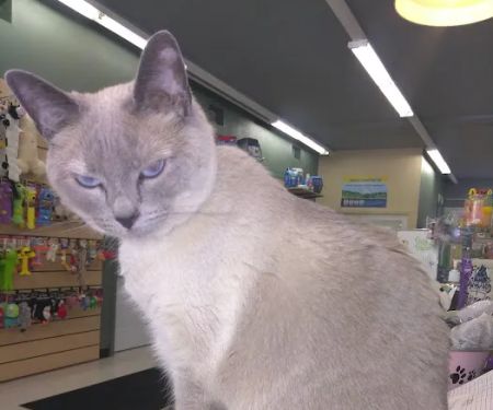 Debbie's Pet Boutique