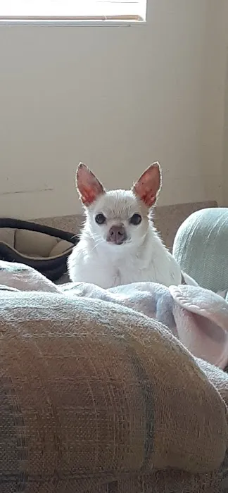 Debbie's Pet Boutique Picture 7