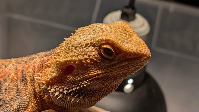 San Jose Reptile Show (June 21 & 22) Picture 5