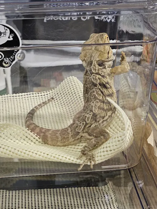 San Jose Reptile Show (June 21 & 22) Picture 1