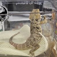 San Jose Reptile Show (June 21 & 22) ico