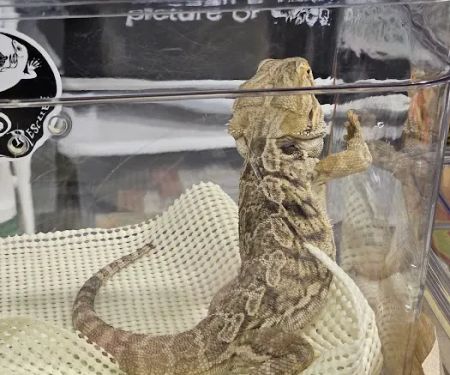 San Jose Reptile Show (June 21 & 22)