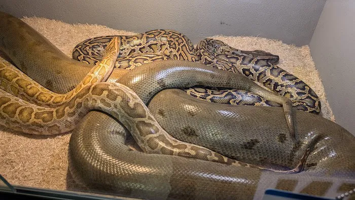 San Jose Reptile Show (June 21 & 22) Picture 10