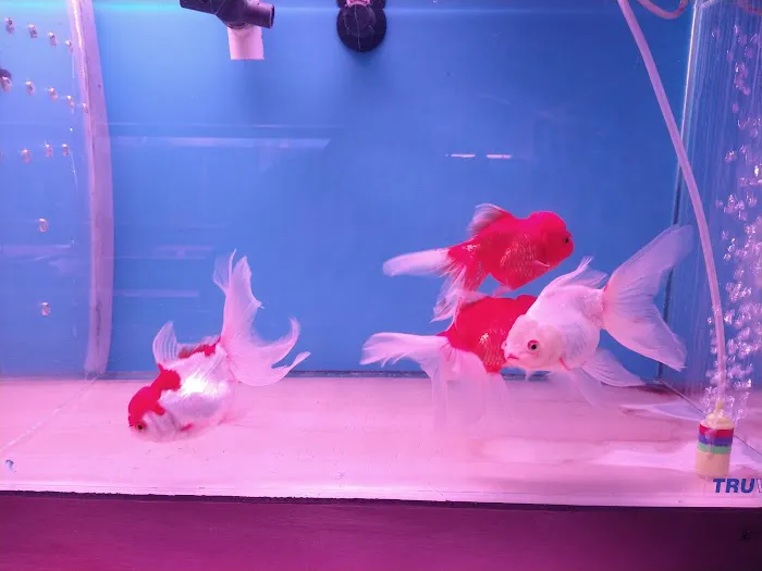 C D Aquarium Picture 9