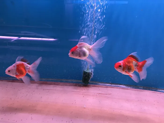 C D Aquarium Picture 5