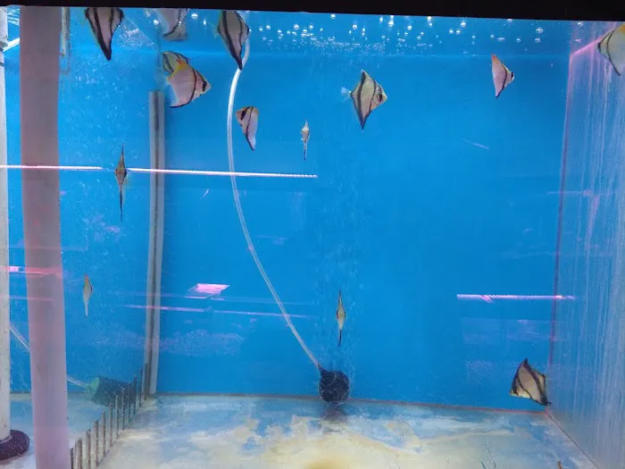 C D Aquarium Picture 6