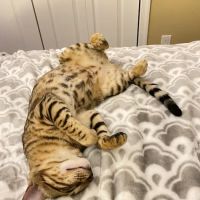 Heartland Veterinary Clinic ico