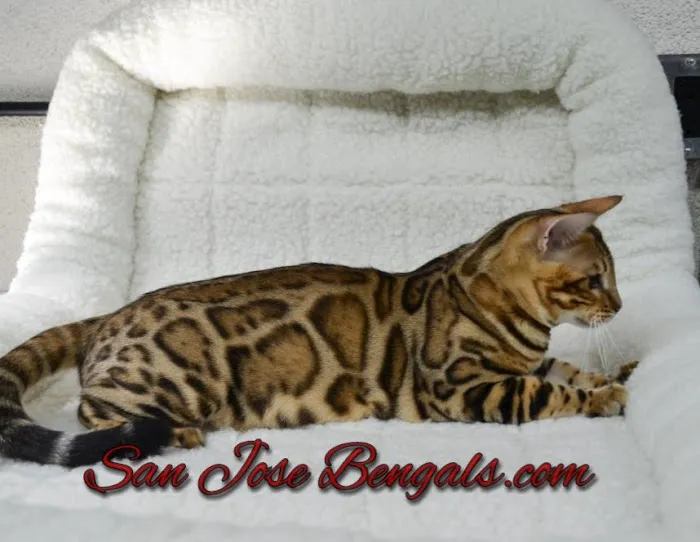 San Jose Bengal Cats Picture 4