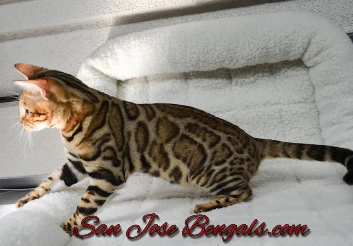 San Jose Bengal Cats Picture 8