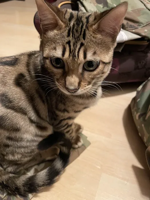 San Jose Bengal Cats Picture 6