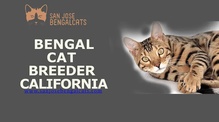 San Jose Bengal Cats Picture 9