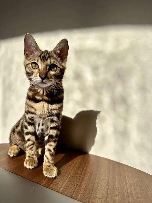 San Jose Bengal Cats Picture 10