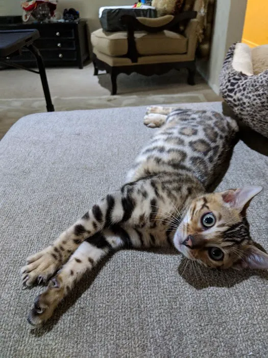 San Jose Bengal Cats Picture 1