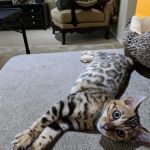 San Jose Bengal Cats